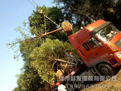 20公分香樟，多桿香樟發(fā)車-(1)