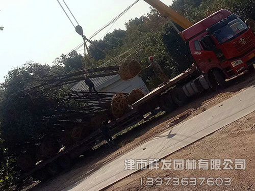20公分香樟，多桿香樟發(fā)車-(2)
